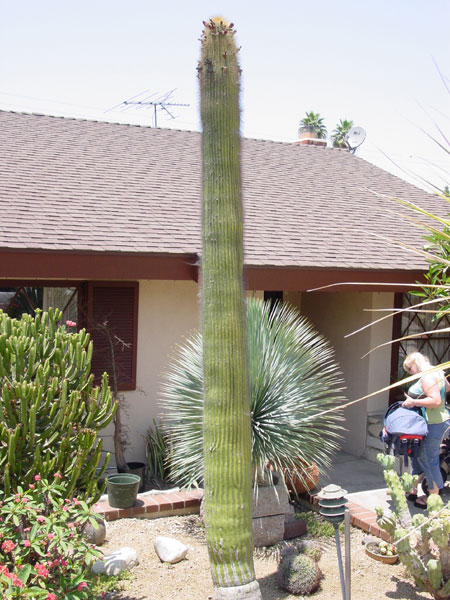 Neobuxbaumia Polylopha